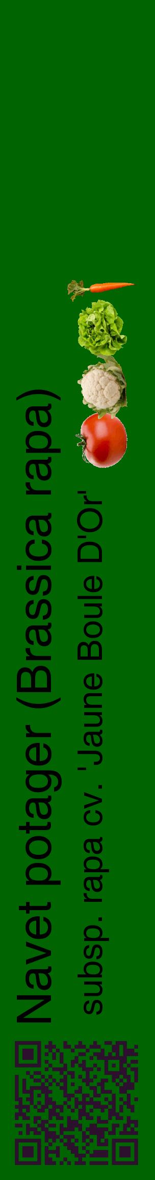 Étiquette de : Brassica rapa subsp. rapa cv. 'Jaune Boule D'Or' - format c - style noire8_basiquehel avec qrcode et comestibilité simplifiée