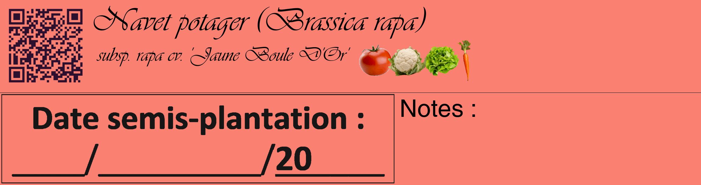 Étiquette de : Brassica rapa subsp. rapa cv. 'Jaune Boule D'Or' - format c - style noire38_basique_basiqueviv avec qrcode et comestibilité simplifiée