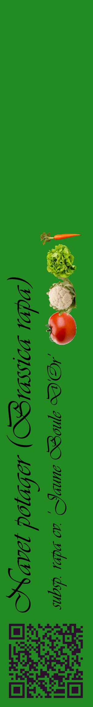 Étiquette de : Brassica rapa subsp. rapa cv. 'Jaune Boule D'Or' - format c - style noire10_basiqueviv avec qrcode et comestibilité simplifiée