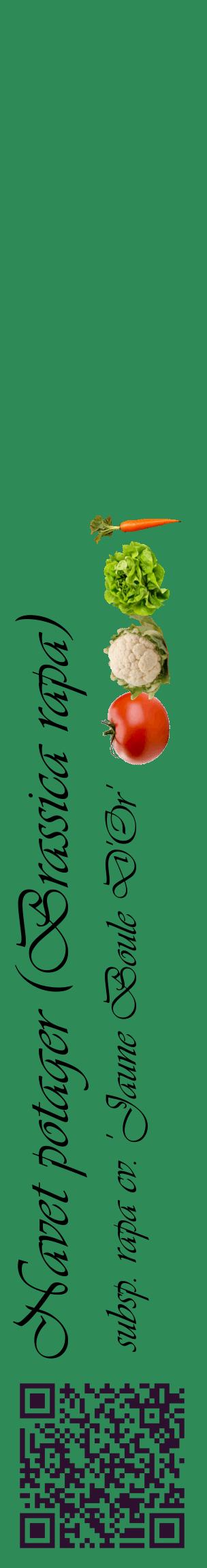 Étiquette de : Brassica rapa subsp. rapa cv. 'Jaune Boule D'Or' - format c - style noire11_basiqueviv avec qrcode et comestibilité simplifiée
