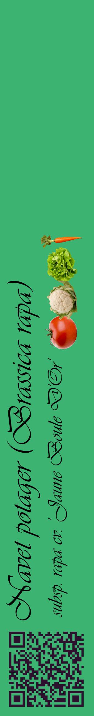 Étiquette de : Brassica rapa subsp. rapa cv. 'Jaune Boule D'Or' - format c - style noire12_basiqueviv avec qrcode et comestibilité simplifiée