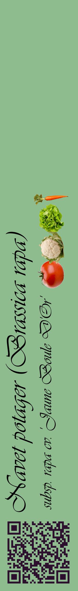 Étiquette de : Brassica rapa subsp. rapa cv. 'Jaune Boule D'Or' - format c - style noire13_basiqueviv avec qrcode et comestibilité simplifiée