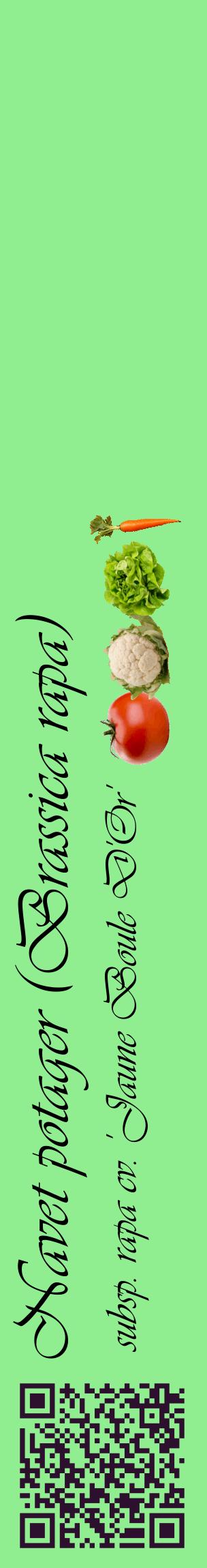 Étiquette de : Brassica rapa subsp. rapa cv. 'Jaune Boule D'Or' - format c - style noire15_basiqueviv avec qrcode et comestibilité simplifiée