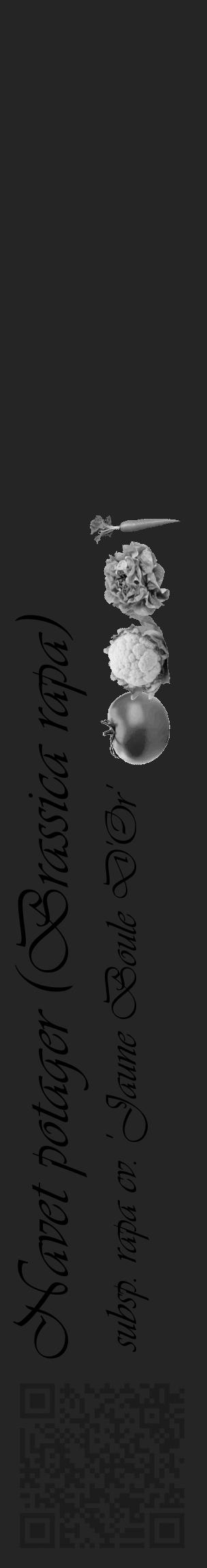 Étiquette de : Brassica rapa subsp. rapa cv. 'Jaune Boule D'Or' - format c - style noire47_basique_basiqueviv avec qrcode et comestibilité simplifiée - position verticale
