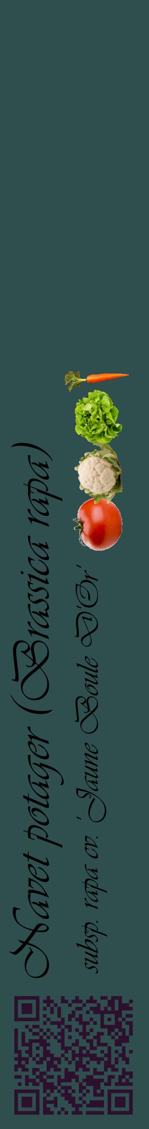 Étiquette de : Brassica rapa subsp. rapa cv. 'Jaune Boule D'Or' - format c - style noire58_basiqueviv avec qrcode et comestibilité simplifiée