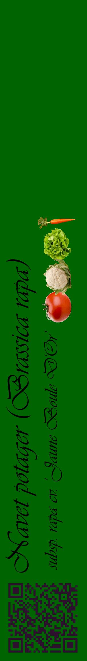 Étiquette de : Brassica rapa subsp. rapa cv. 'Jaune Boule D'Or' - format c - style noire8_basiqueviv avec qrcode et comestibilité simplifiée