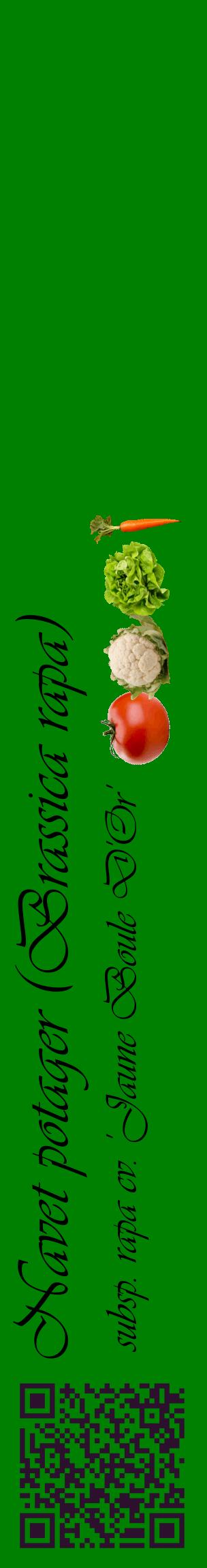 Étiquette de : Brassica rapa subsp. rapa cv. 'Jaune Boule D'Or' - format c - style noire9_basiqueviv avec qrcode et comestibilité simplifiée