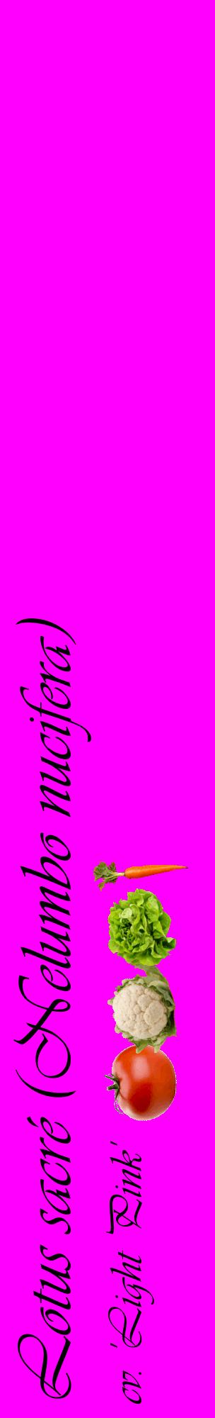 Étiquette de : Nelumbo nucifera cv. 'Light Pink' - format c - style noire51_basiqueviv avec comestibilité simplifiée