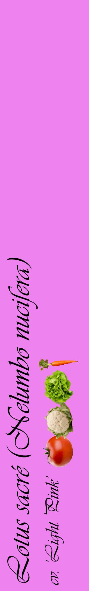 Étiquette de : Nelumbo nucifera cv. 'Light Pink' - format c - style noire53_basiqueviv avec comestibilité simplifiée