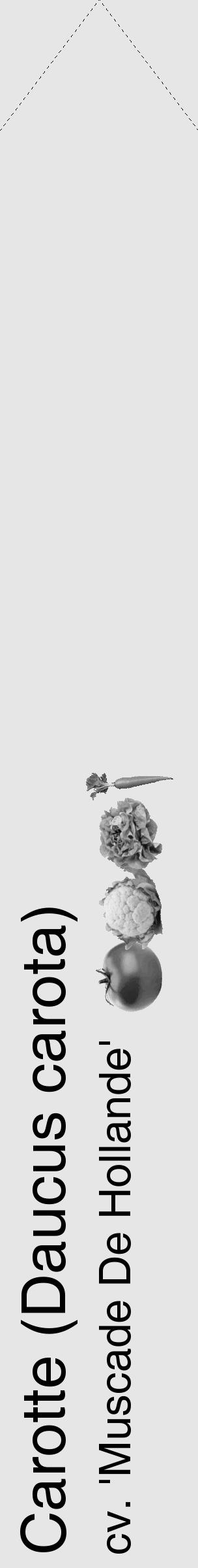Étiquette de : Daucus carota cv. 'Muscade De Hollande' - format c - style noire18_simple_simplehel avec comestibilité simplifiée - position verticale