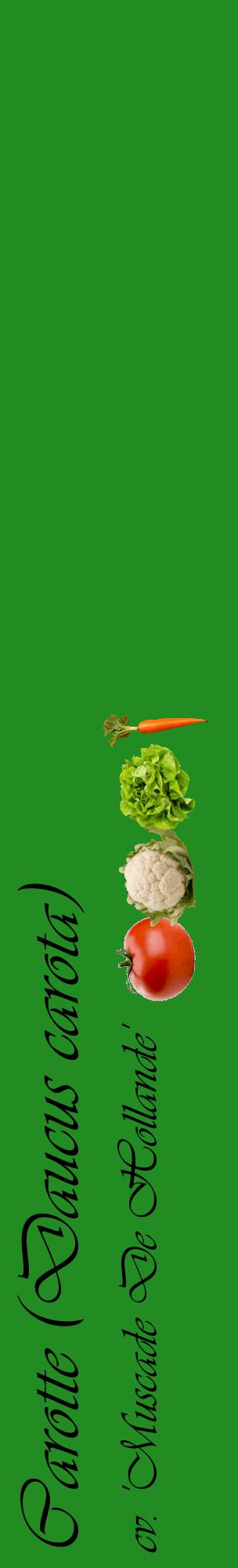 Étiquette de : Daucus carota cv. 'Muscade De Hollande' - format c - style noire10_basiqueviv avec comestibilité simplifiée