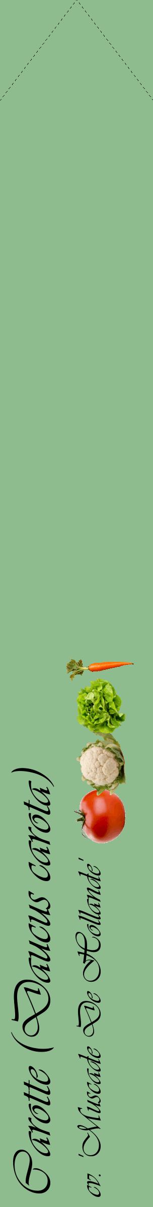 Étiquette de : Daucus carota cv. 'Muscade De Hollande' - format c - style noire13_simpleviv avec comestibilité simplifiée
