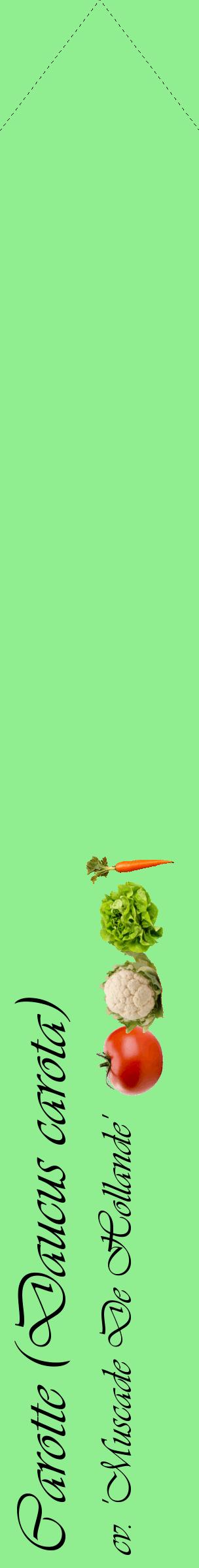Étiquette de : Daucus carota cv. 'Muscade De Hollande' - format c - style noire15_simpleviv avec comestibilité simplifiée