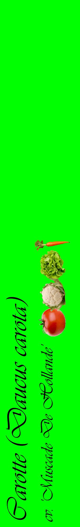 Étiquette de : Daucus carota cv. 'Muscade De Hollande' - format c - style noire16_basiqueviv avec comestibilité simplifiée