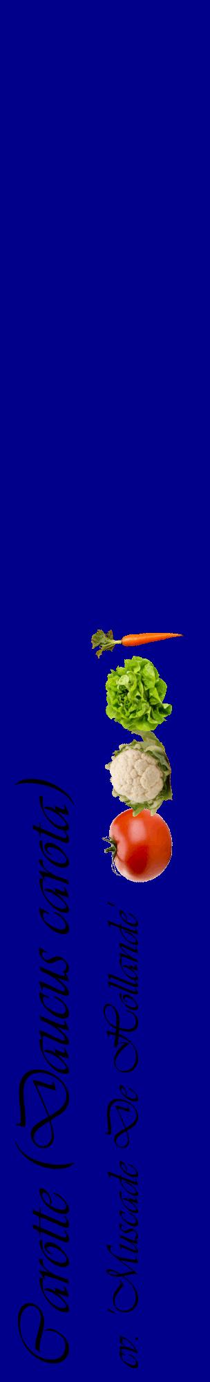 Étiquette de : Daucus carota cv. 'Muscade De Hollande' - format c - style noire7_basiqueviv avec comestibilité simplifiée