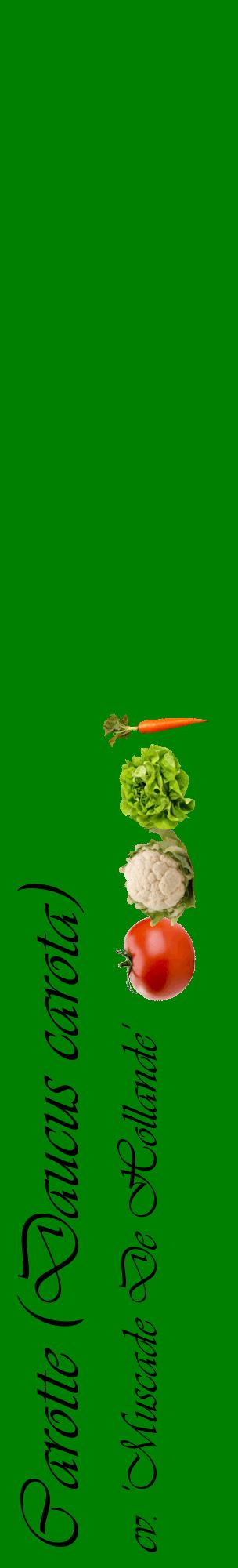 Étiquette de : Daucus carota cv. 'Muscade De Hollande' - format c - style noire9_basiqueviv avec comestibilité simplifiée
