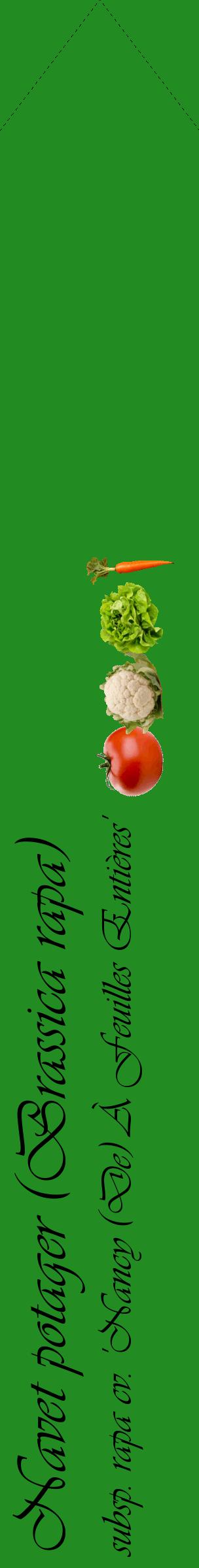 Étiquette de : Brassica rapa subsp. rapa cv. 'Nancy (De) À Feuilles Entières' - format c - style noire10_simpleviv avec comestibilité simplifiée