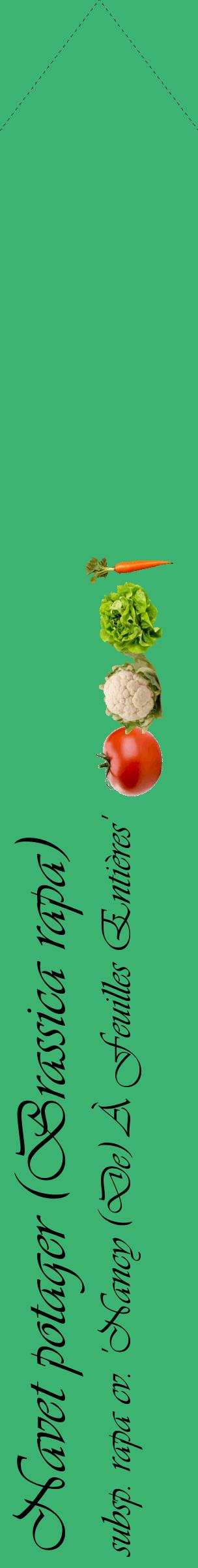 Étiquette de : Brassica rapa subsp. rapa cv. 'Nancy (De) À Feuilles Entières' - format c - style noire12_simpleviv avec comestibilité simplifiée