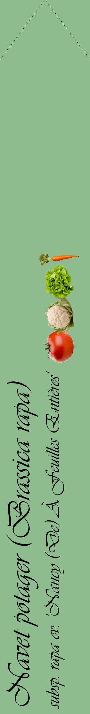 Étiquette de : Brassica rapa subsp. rapa cv. 'Nancy (De) À Feuilles Entières' - format c - style noire13_simpleviv avec comestibilité simplifiée