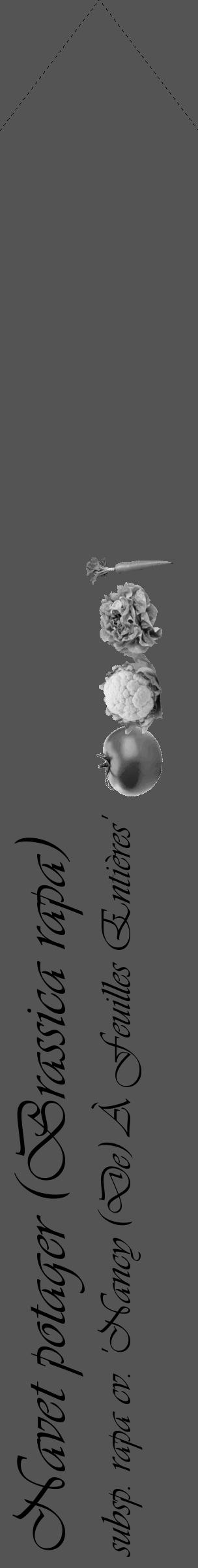 Étiquette de : Brassica rapa subsp. rapa cv. 'Nancy (De) À Feuilles Entières' - format c - style noire36_simple_simpleviv avec comestibilité simplifiée - position verticale
