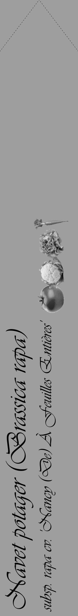Étiquette de : Brassica rapa subsp. rapa cv. 'Nancy (De) À Feuilles Entières' - format c - style noire42_simple_simpleviv avec comestibilité simplifiée - position verticale