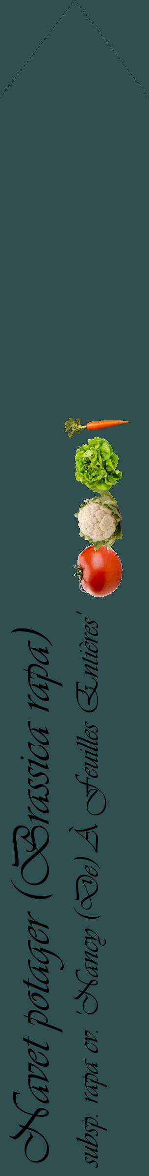 Étiquette de : Brassica rapa subsp. rapa cv. 'Nancy (De) À Feuilles Entières' - format c - style noire58_simpleviv avec comestibilité simplifiée