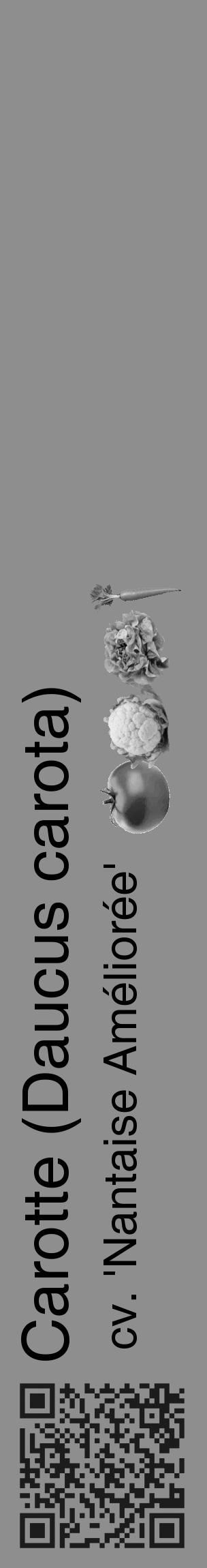 Étiquette de : Daucus carota cv. 'Nantaise Améliorée' - format c - style noire25_basique_basiquehel avec qrcode et comestibilité simplifiée - position verticale