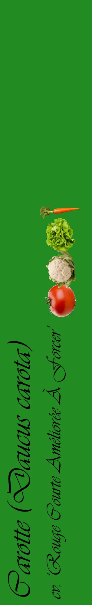 Étiquette de : Daucus carota cv. 'Rouge Courte Améliorée À Forcer' - format c - style noire10_basiqueviv avec comestibilité simplifiée