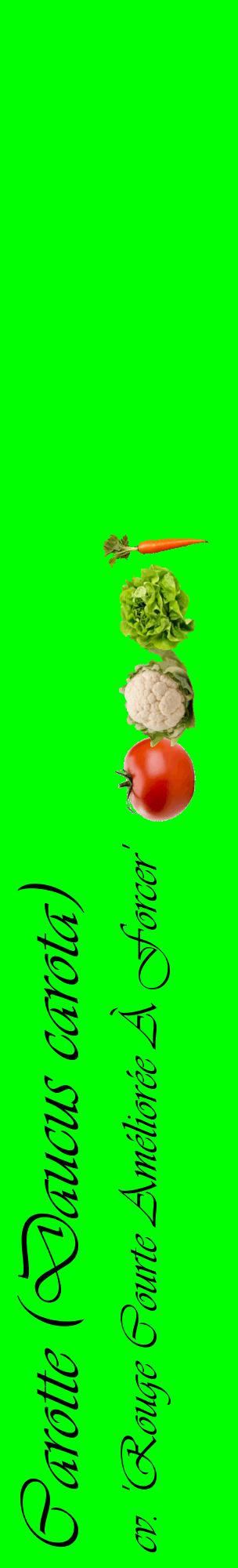 Étiquette de : Daucus carota cv. 'Rouge Courte Améliorée À Forcer' - format c - style noire16_basiqueviv avec comestibilité simplifiée