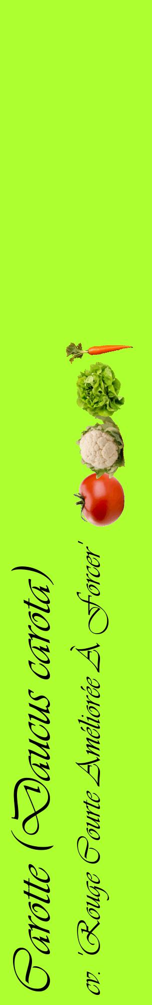 Étiquette de : Daucus carota cv. 'Rouge Courte Améliorée À Forcer' - format c - style noire17_basiqueviv avec comestibilité simplifiée