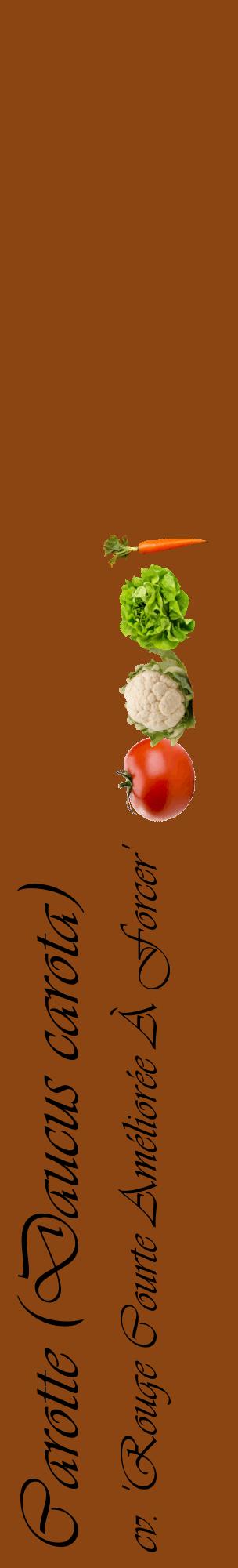 Étiquette de : Daucus carota cv. 'Rouge Courte Améliorée À Forcer' - format c - style noire30_basiqueviv avec comestibilité simplifiée