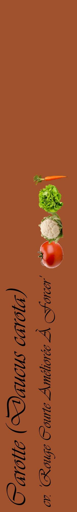 Étiquette de : Daucus carota cv. 'Rouge Courte Améliorée À Forcer' - format c - style noire32_basiqueviv avec comestibilité simplifiée