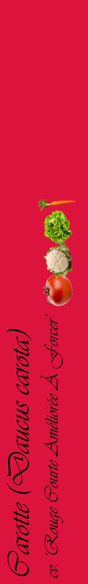 Étiquette de : Daucus carota cv. 'Rouge Courte Améliorée À Forcer' - format c - style noire36_basiqueviv avec comestibilité simplifiée