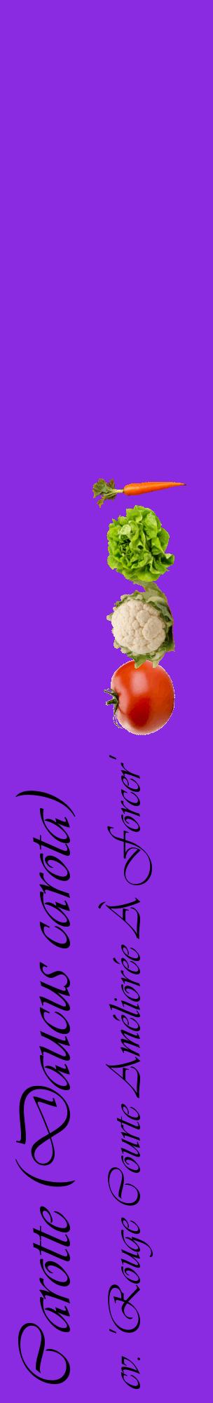Étiquette de : Daucus carota cv. 'Rouge Courte Améliorée À Forcer' - format c - style noire49_basiqueviv avec comestibilité simplifiée
