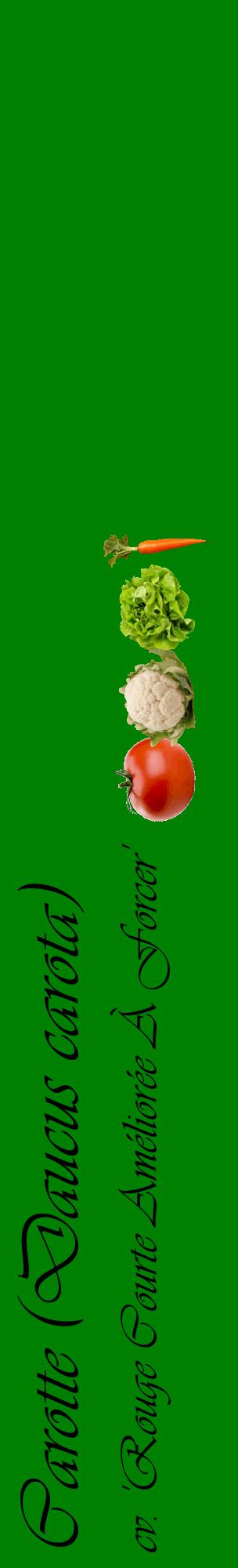 Étiquette de : Daucus carota cv. 'Rouge Courte Améliorée À Forcer' - format c - style noire9_basiqueviv avec comestibilité simplifiée