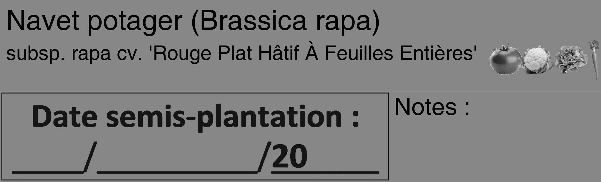 Étiquette de : Brassica rapa subsp. rapa cv. 'Rouge Plat Hâtif À Feuilles Entières' - format c - style noire12_basique_basiquehel avec comestibilité simplifiée