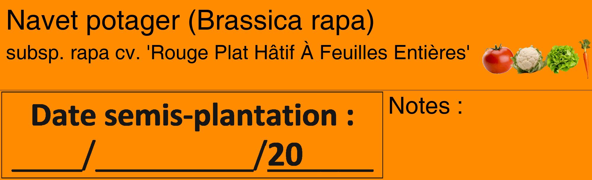 Étiquette de : Brassica rapa subsp. rapa cv. 'Rouge Plat Hâtif À Feuilles Entières' - format c - style noire23_basique_basiquehel avec comestibilité simplifiée