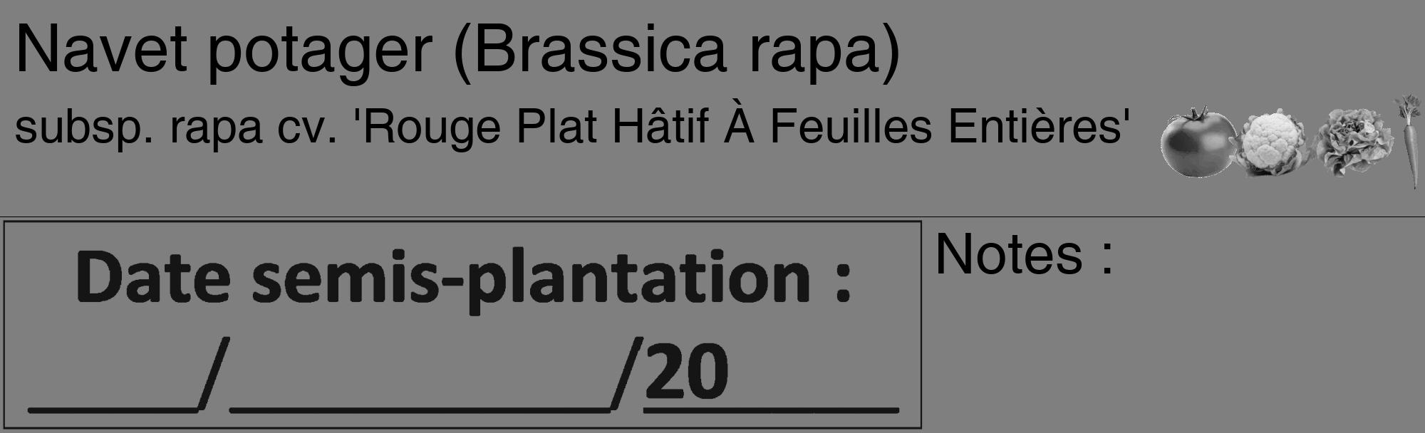 Étiquette de : Brassica rapa subsp. rapa cv. 'Rouge Plat Hâtif À Feuilles Entières' - format c - style noire31_basique_basiquehel avec comestibilité simplifiée