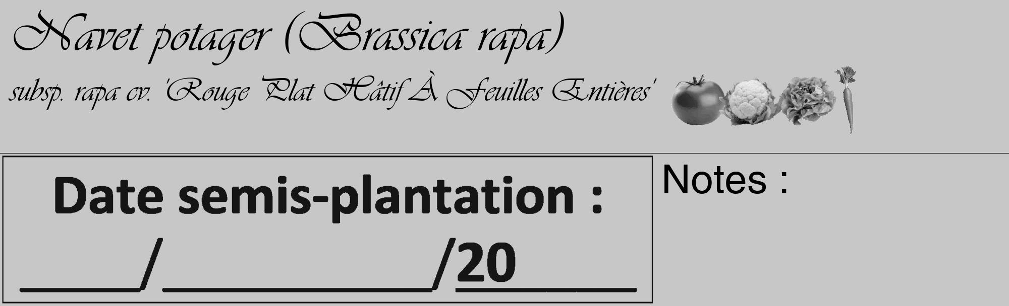 Étiquette de : Brassica rapa subsp. rapa cv. 'Rouge Plat Hâtif À Feuilles Entières' - format c - style noire15_basique_basiqueviv avec comestibilité simplifiée
