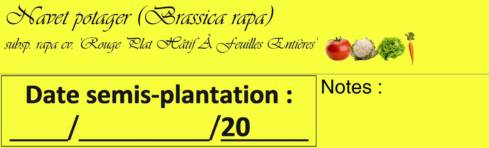 Étiquette de : Brassica rapa subsp. rapa cv. 'Rouge Plat Hâtif À Feuilles Entières' - format c - style noire18_basique_basiqueviv avec comestibilité simplifiée