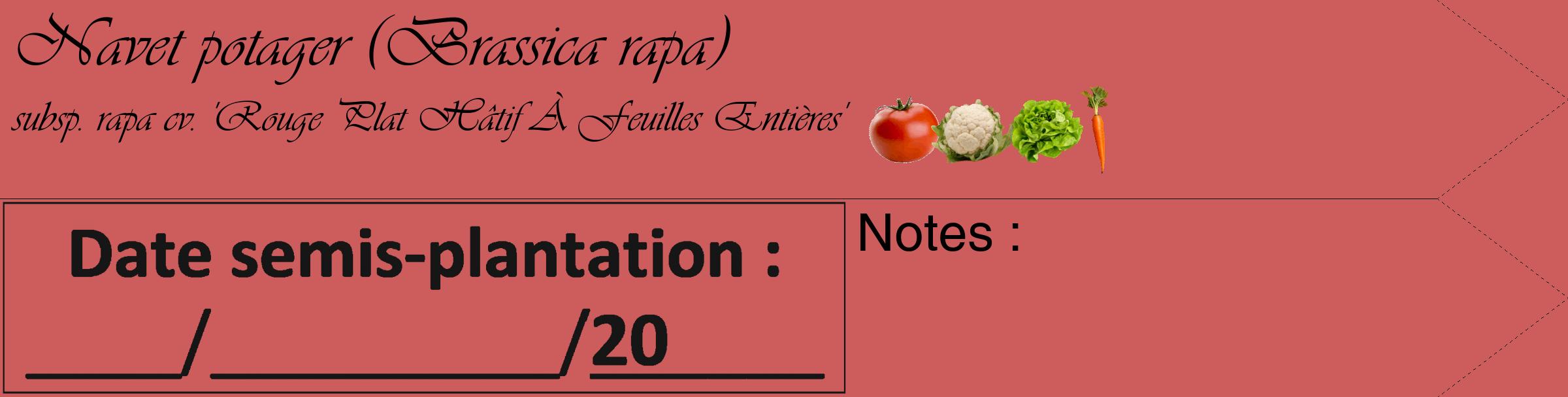 Étiquette de : Brassica rapa subsp. rapa cv. 'Rouge Plat Hâtif À Feuilles Entières' - format c - style noire35_simple_simpleviv avec comestibilité simplifiée