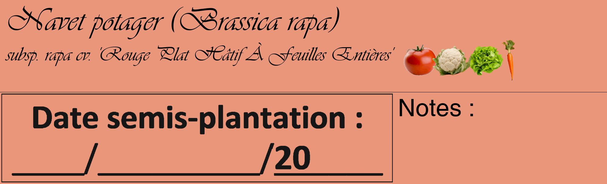 Étiquette de : Brassica rapa subsp. rapa cv. 'Rouge Plat Hâtif À Feuilles Entières' - format c - style noire37_basique_basiqueviv avec comestibilité simplifiée