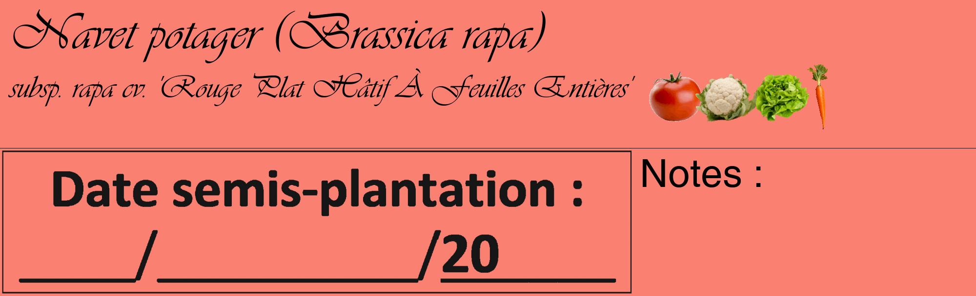 Étiquette de : Brassica rapa subsp. rapa cv. 'Rouge Plat Hâtif À Feuilles Entières' - format c - style noire38_basique_basiqueviv avec comestibilité simplifiée