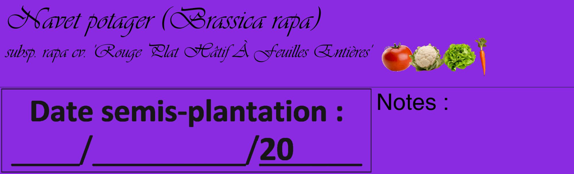 Étiquette de : Brassica rapa subsp. rapa cv. 'Rouge Plat Hâtif À Feuilles Entières' - format c - style noire49_basique_basiqueviv avec comestibilité simplifiée