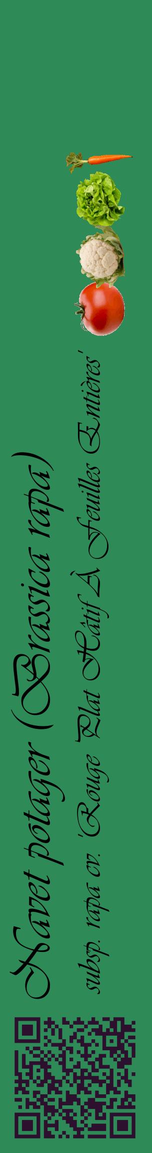 Étiquette de : Brassica rapa subsp. rapa cv. 'Rouge Plat Hâtif À Feuilles Entières' - format c - style noire11_basiqueviv avec qrcode et comestibilité simplifiée
