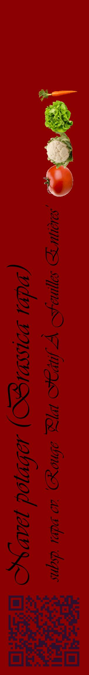Étiquette de : Brassica rapa subsp. rapa cv. 'Rouge Plat Hâtif À Feuilles Entières' - format c - style noire34_basiqueviv avec qrcode et comestibilité simplifiée