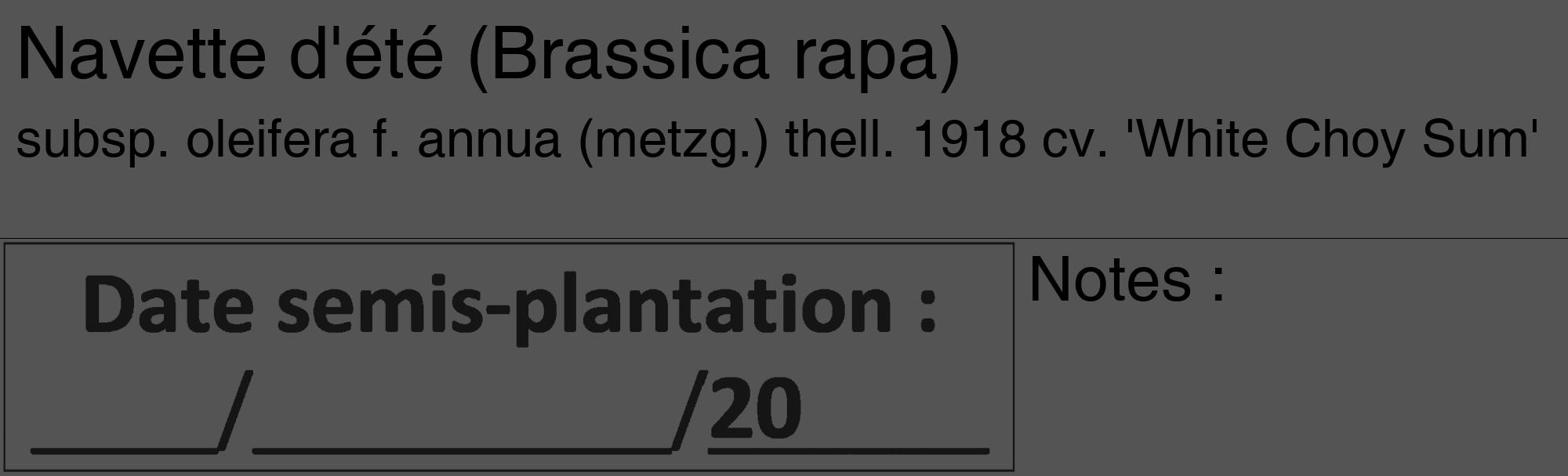 Étiquette de : Brassica rapa subsp. oleifera f. annua (metzg.) thell. 1918 cv. 'White Choy Sum' - format c - style noire30_basique_basiquehel avec comestibilité simplifiée