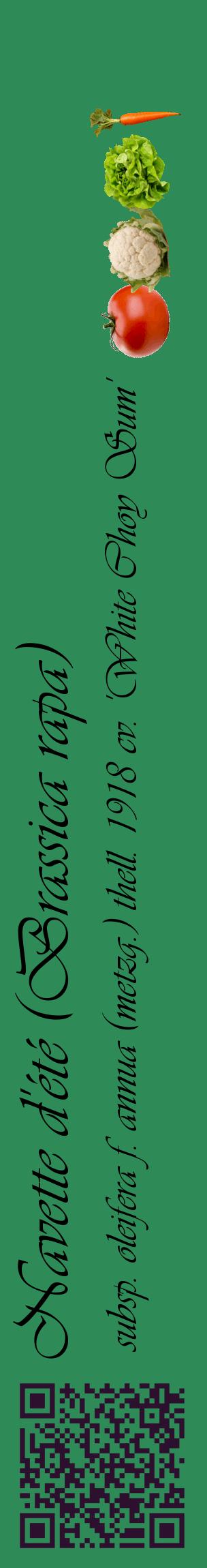 Étiquette de : Brassica rapa subsp. oleifera f. annua (metzg.) thell. 1918 cv. 'White Choy Sum' - format c - style noire11_basiqueviv avec qrcode et comestibilité simplifiée