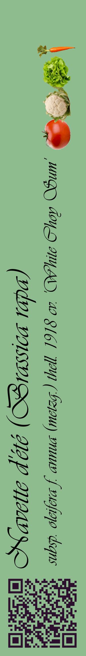 Étiquette de : Brassica rapa subsp. oleifera f. annua (metzg.) thell. 1918 cv. 'White Choy Sum' - format c - style noire13_basiqueviv avec qrcode et comestibilité simplifiée