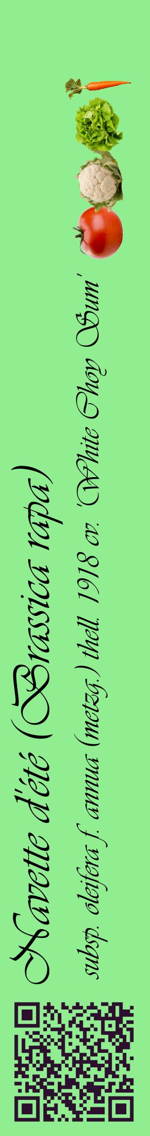 Étiquette de : Brassica rapa subsp. oleifera f. annua (metzg.) thell. 1918 cv. 'White Choy Sum' - format c - style noire15_basiqueviv avec qrcode et comestibilité simplifiée